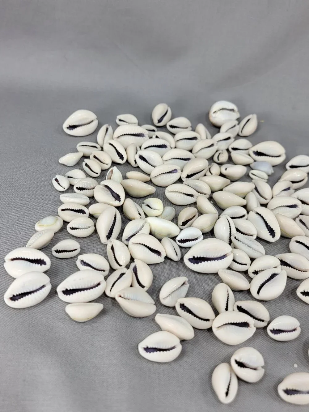 Cowrie Shell Seashell Nautical Beach Ocean Decor Crafts Lot